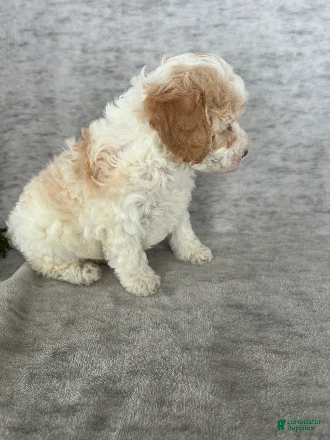 Cavapoo dogs for sale: Missie - Ad 2