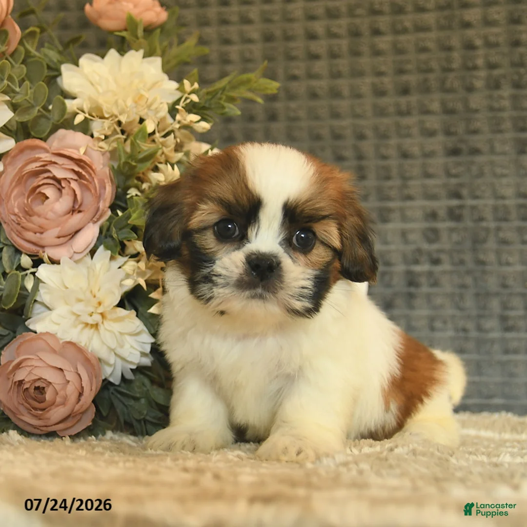 Shih Tzu dogs for sale: Bowe  - Ad 1