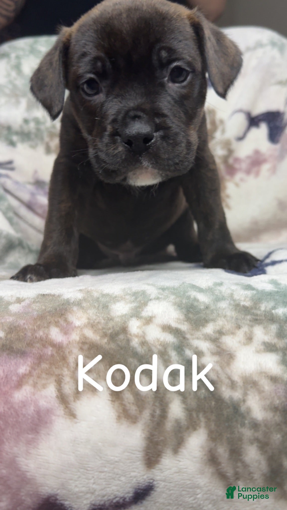 Mixed Breed dogs Kodak  - Ad 1