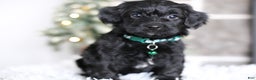 Yorkiepoo dogs for sale: Sutton - Ad 8