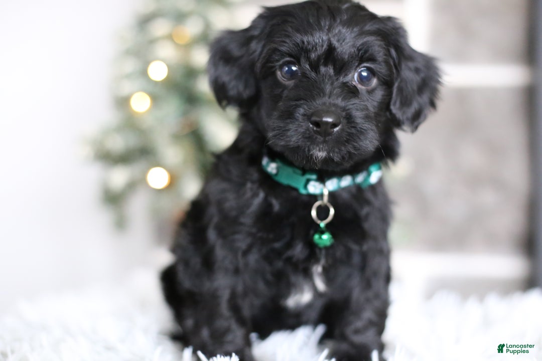 Yorkiepoo dogs for sale: Sutton - Ad 8