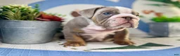 English Bulldog dogs for sale: London - Ad 3