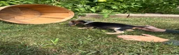 Beagle dogs for sale: Riot - Ad 6