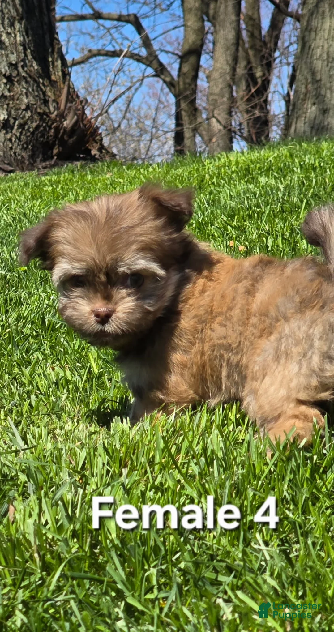 Havanese dogs for sale: Havanese Puppy 4 - Ad 2