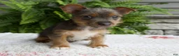 Yorkshire Terrier dogs for sale: Tinker - Ad 5