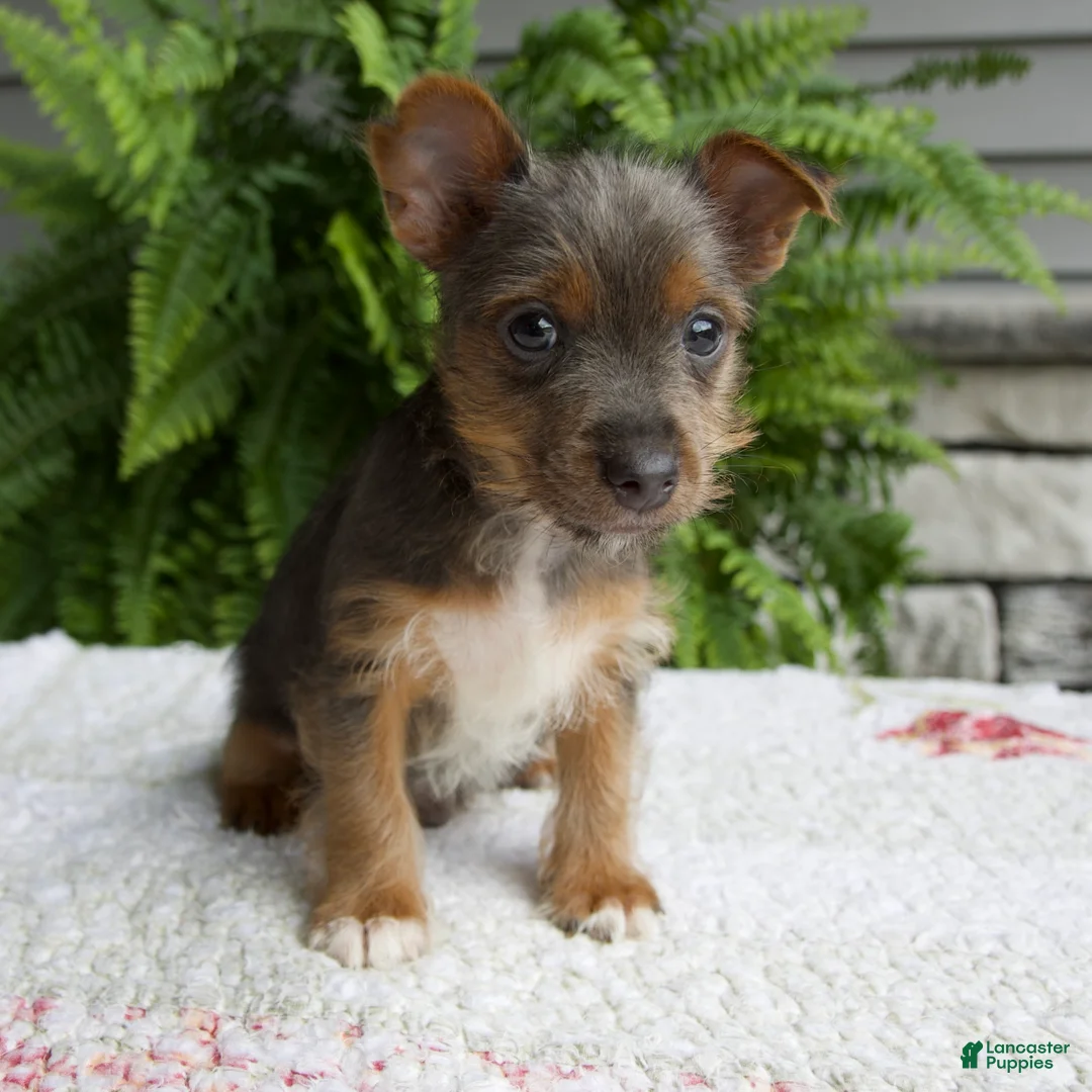 Yorkshire Terrier dogs for sale: Tinker - Ad 5