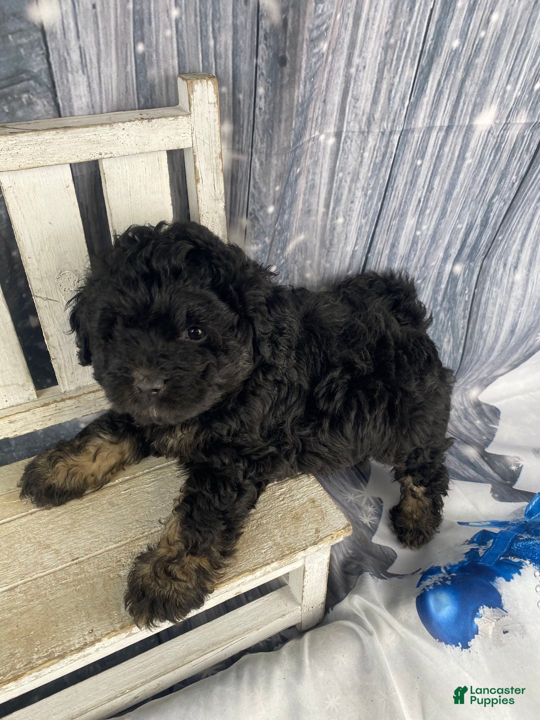 Mini Aussiedoodle dogs for sale: Ilene - Ad 3