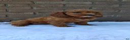 Irish Doodle dogs for sale: Clover - Ad 3
