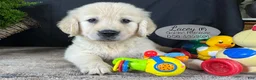 Golden Retriever dogs for sale: Lacey - Ad 3