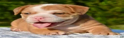 Mixed Breed dogs for sale: Tank hybrid bulldog puppy - Ad 21