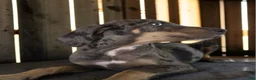 Catahoula Leopard Dog dogs for sale: Tracy II 2026 Male 2 - Ad 6