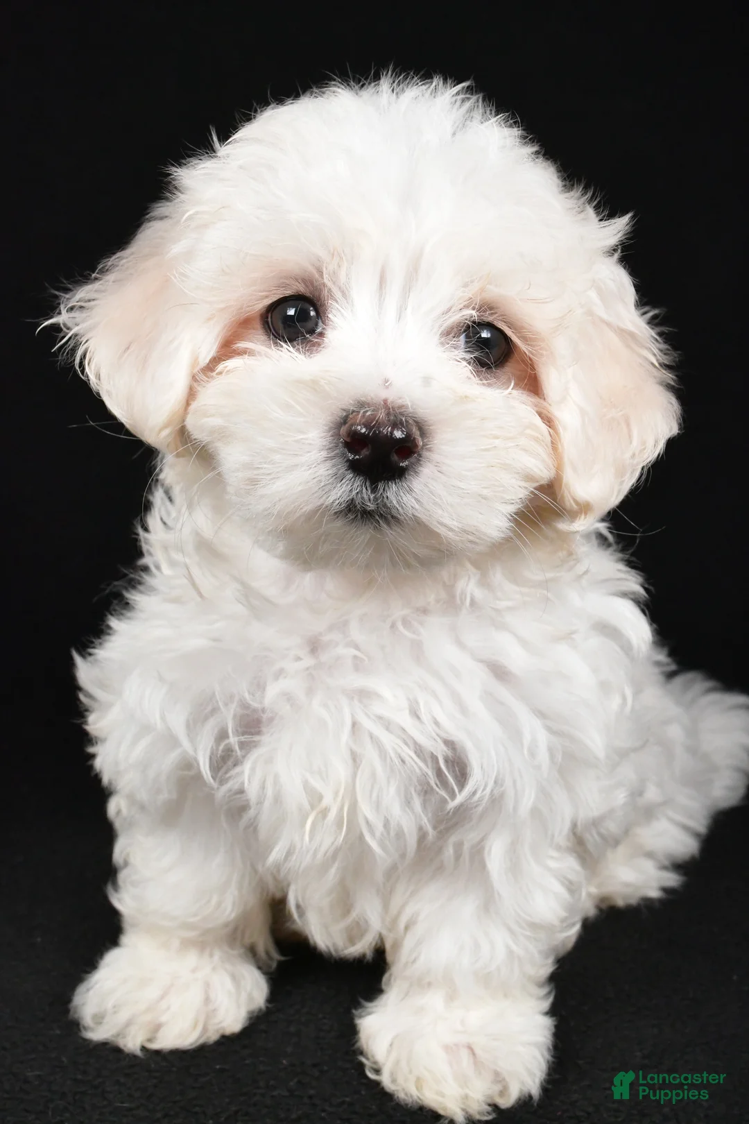 Maltese dogs for sale: Clay - Ad 7