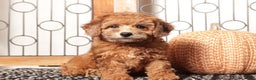 Toy Poodle dogs for sale: Red- ACA Male Toy Poodle  - Ad 3