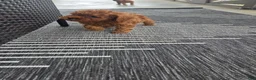 Cavapoo dogs for sale: Fiona - Ad 20