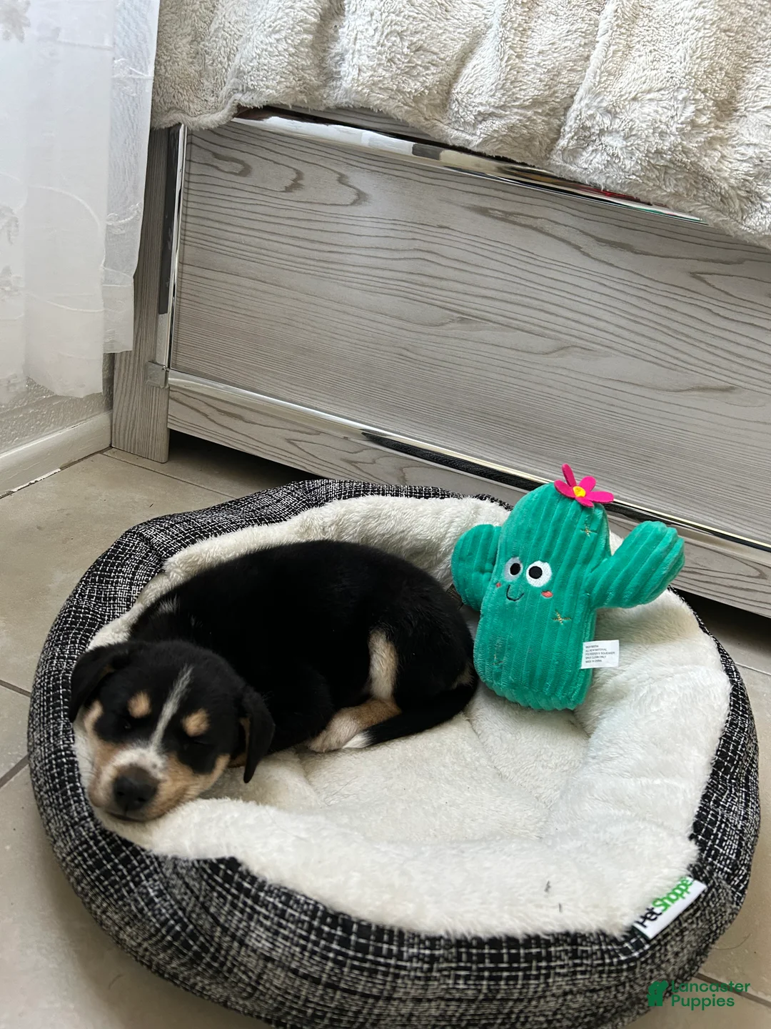 Mixed Breed dogs for sale: Mixed Breed Puppy 1 - Ad 2