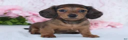 Miniature Dachshund dogs for sale: Havan - Ad 4