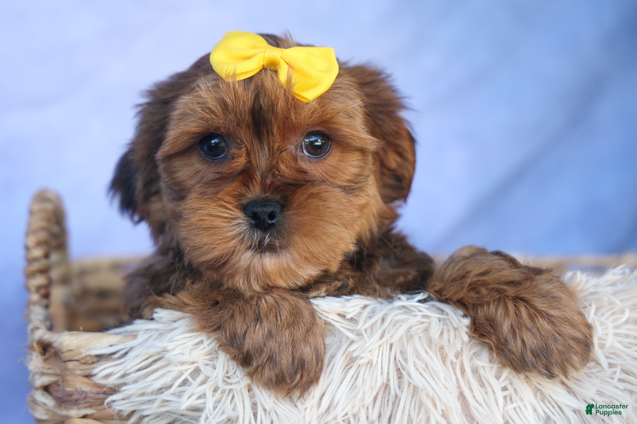 Shorkie dogs RANDY - Ad 1