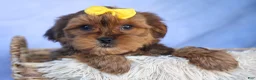 Shorkie dogs for sale: RANDY - Ad 1