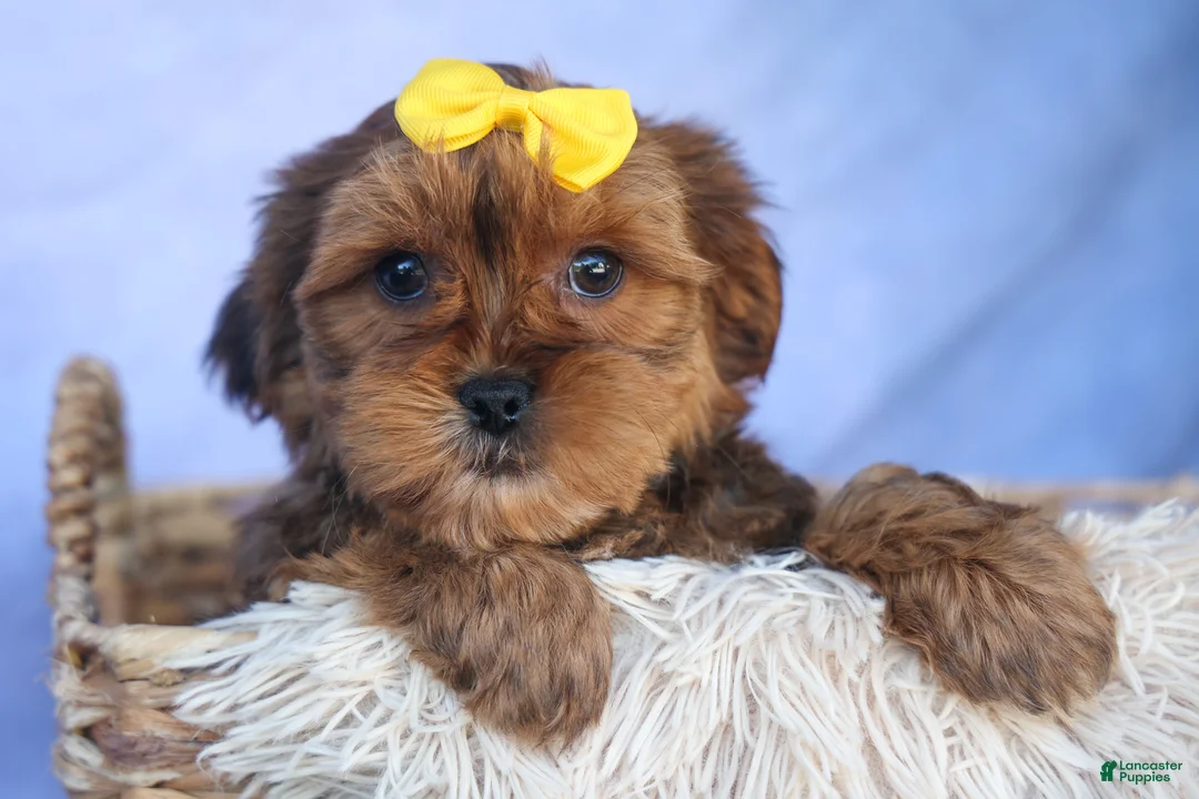 Shorkie dogs for sale: RANDY - Ad 1