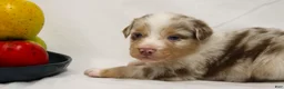 Australian Shepherd dogs for sale: Pazazz - Ad 2