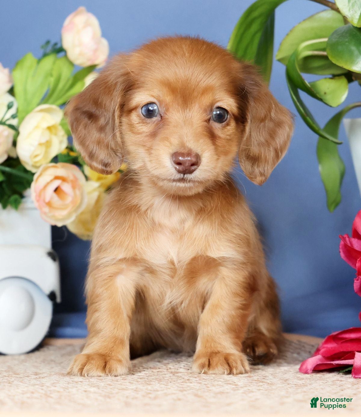 Miniature Dachshund dogs Erica - Ad 1