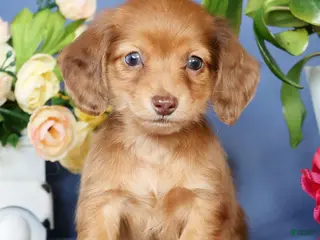 Miniature Dachshund dogs for sale: Erica - Ad 1