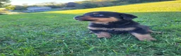 Rottweiler dogs for sale: Coco - Ad 6