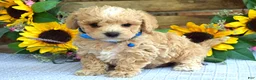 Maltipoo dogs for sale: Tristan  - Ad 2