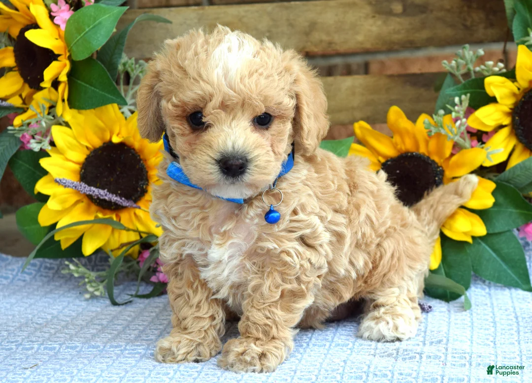 Maltipoo dogs for sale: Tristan  - Ad 2