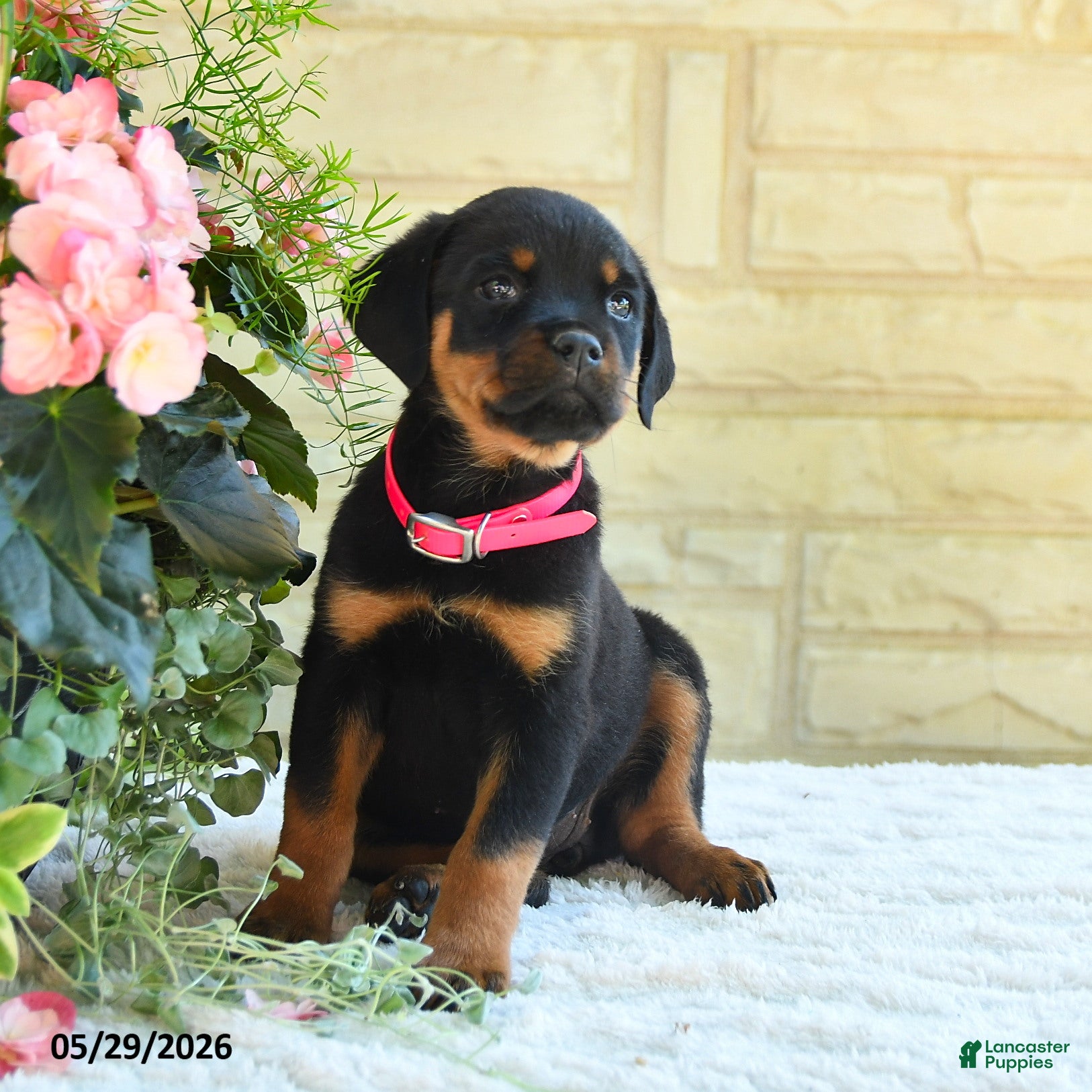 Rottweiler dogs Larissa - Ad 1