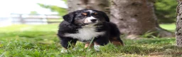 Bernese Mountain Dog dogs for sale: Spencer - Ad 8