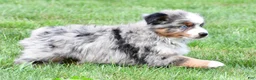 Miniature Australian Shepherd dogs for sale: Weston - Ad 4