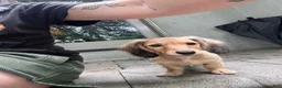 Miniature Dachshund dogs for sale: Miniature Dachshund 1 - Ad 3