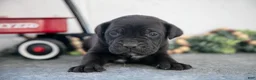Cane Corso dogs for sale: Silas - Ad 1