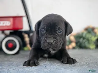 Cane Corso dogs Silas - Ad 20