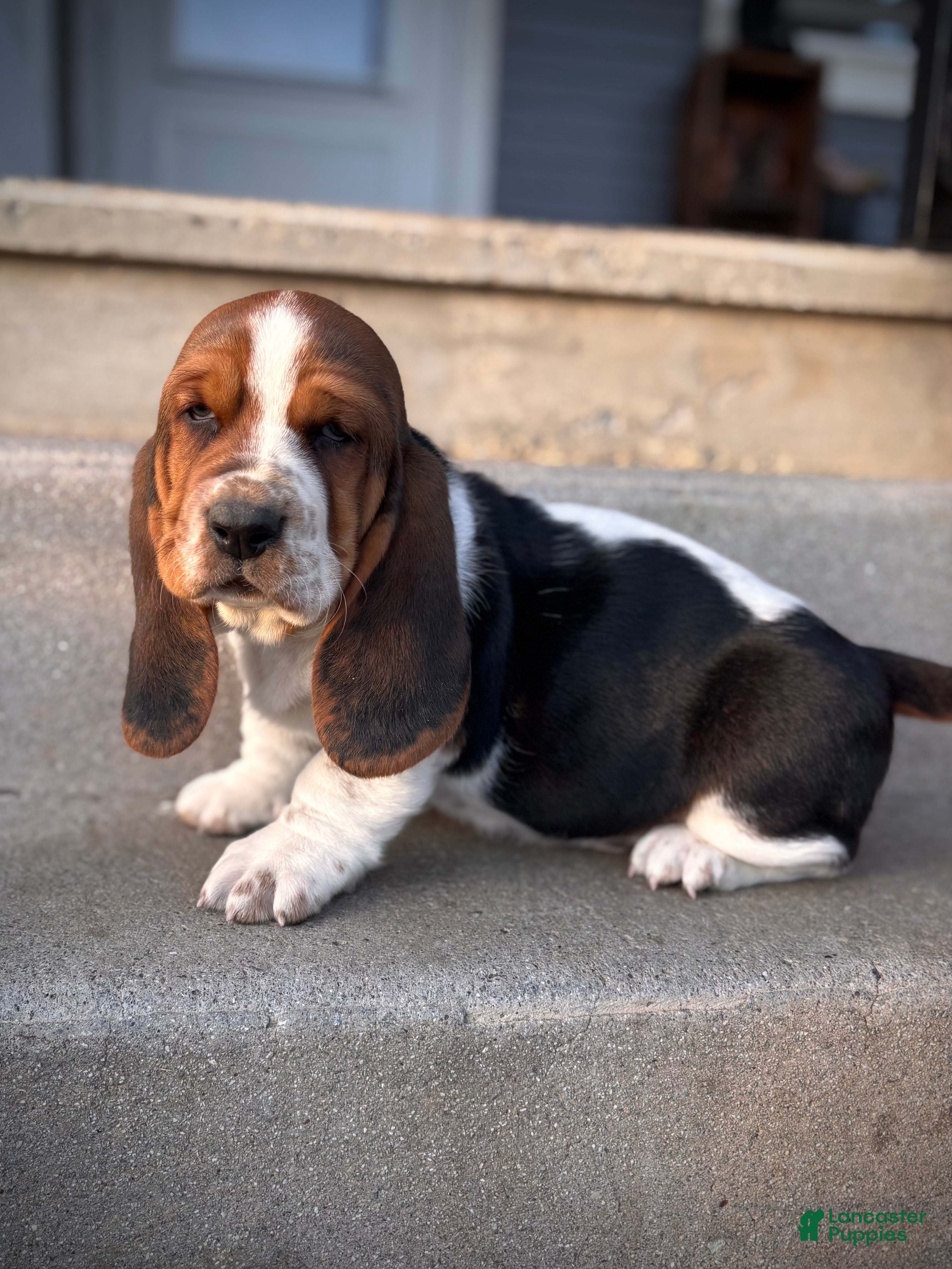 Basset Hound dogs Chubs - Ad 8