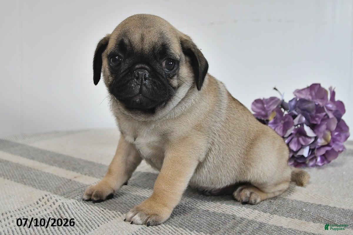 Pug dogs Enzo - Ad 1