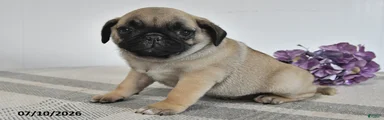 Enzo