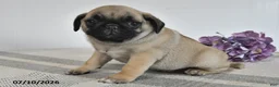 Pug dogs for sale: Enzo - Ad 1