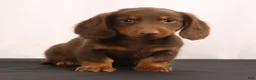 Dachshund dogs for sale: Hank  - Ad 12