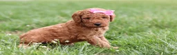 Mini Goldendoodle dogs for sale: Tessa - Ad 3