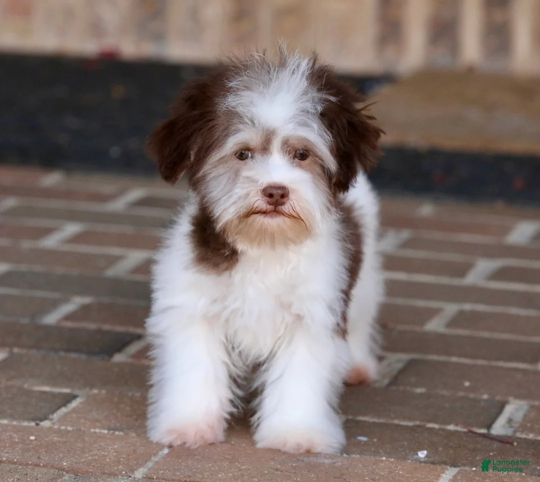 Havanese dogs for sale: Hope - Ad 11