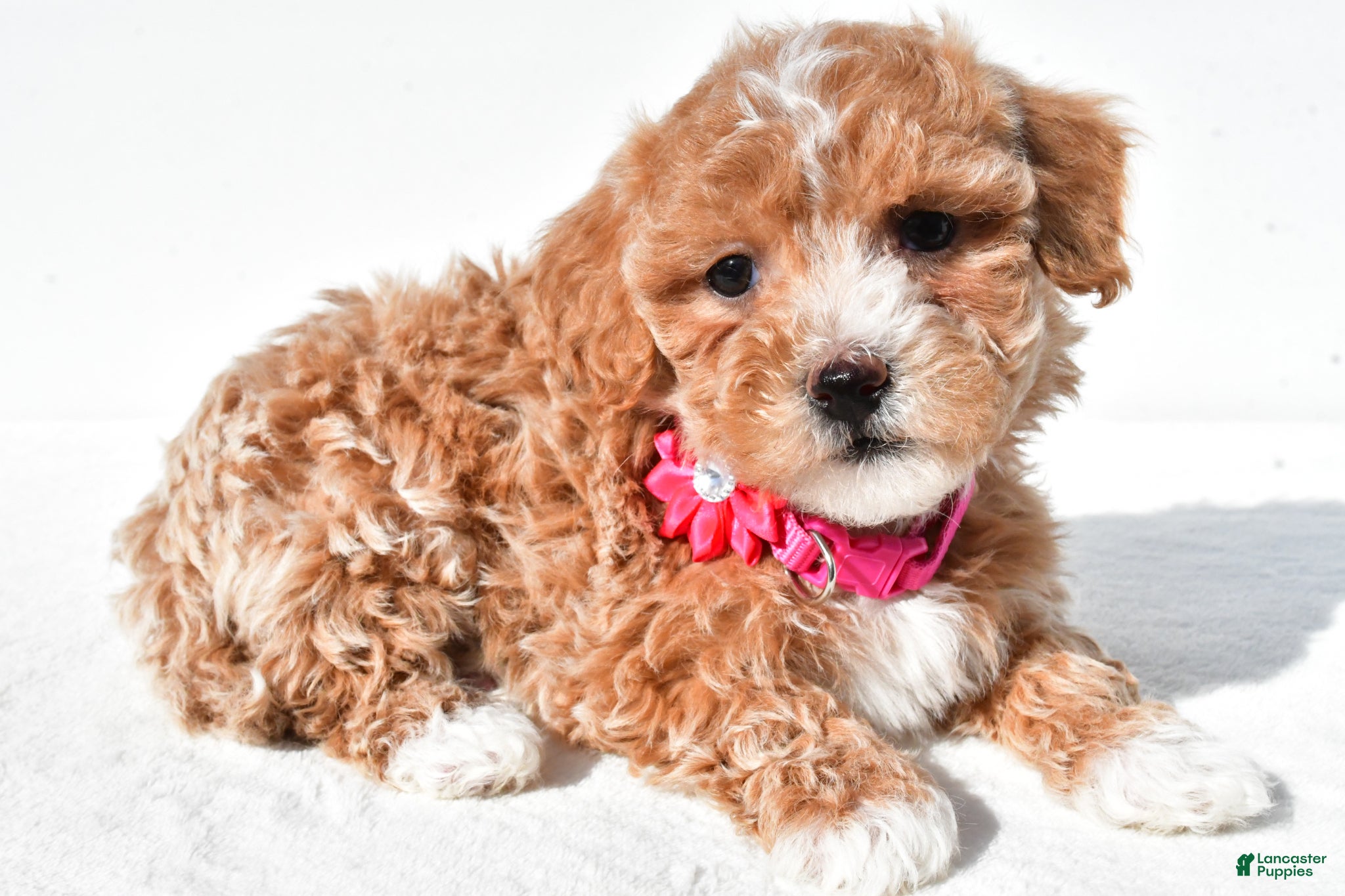 Maltipoo dogs Marsha - Ad 2