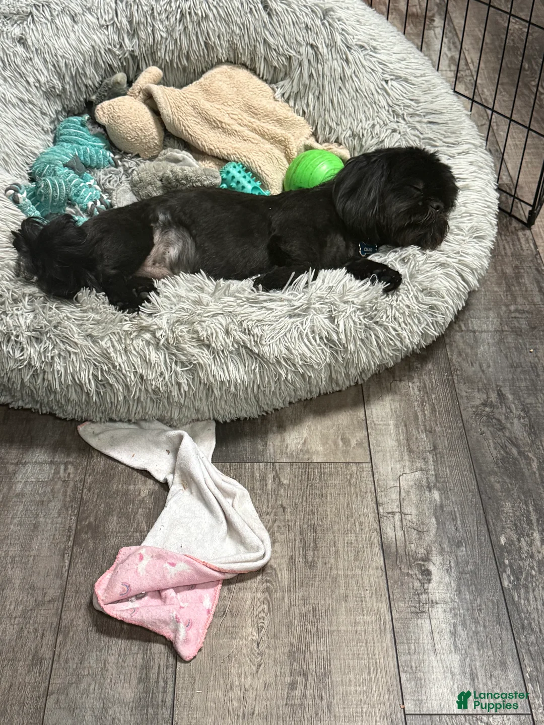 Shih Tzu dogs for sale: Shih Tzu Puppy 1 - Ad 1