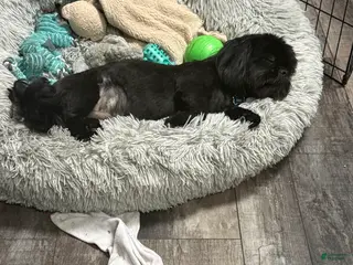 Shih Tzu dogs for sale: Shih Tzu Puppy 1 - Ad 3