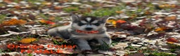 Siberian Husky dogs for sale: Siberian Husky Puppy 8 - Ad 1