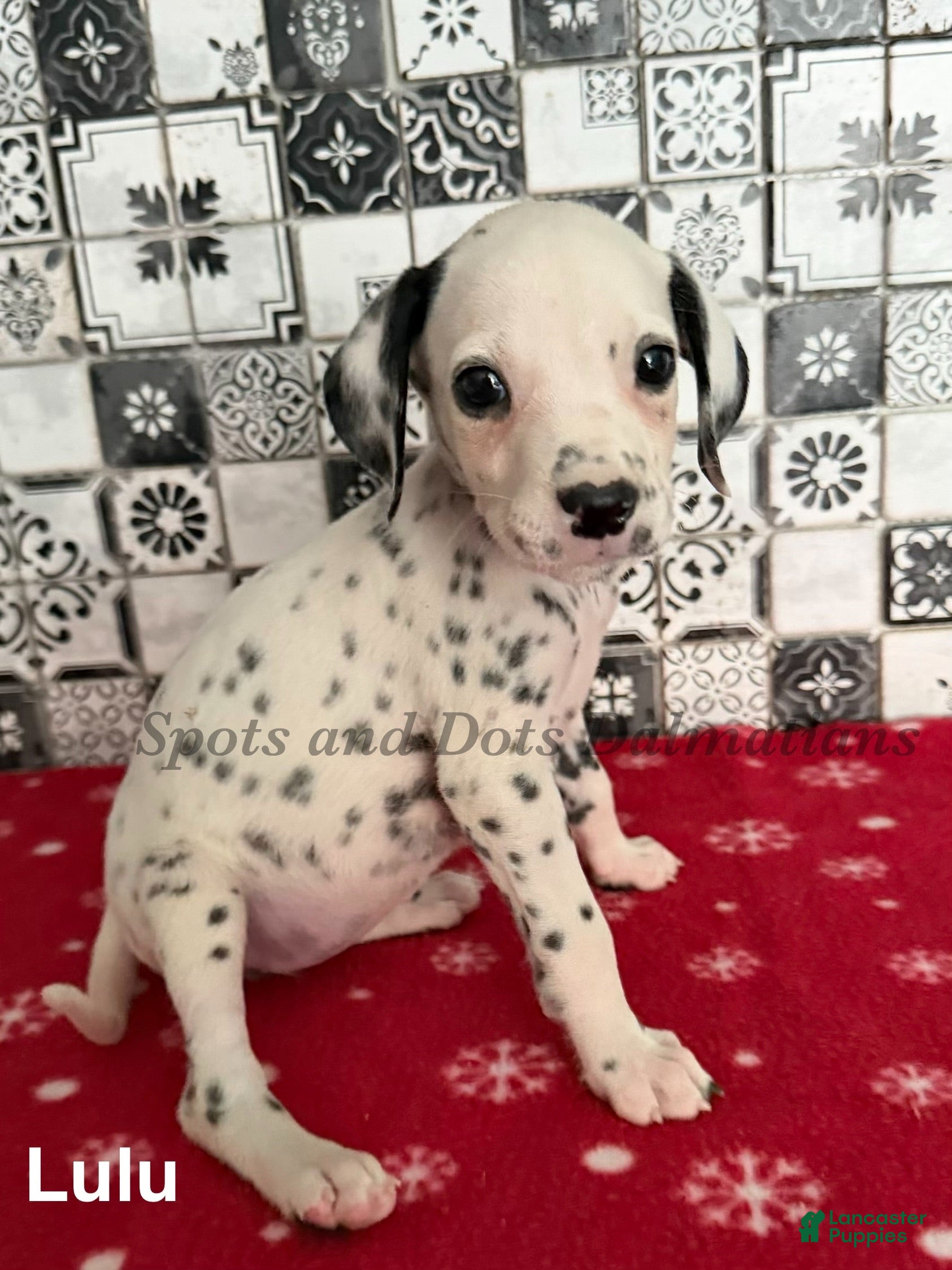 Dalmatian dogs Lulu - Ad 2