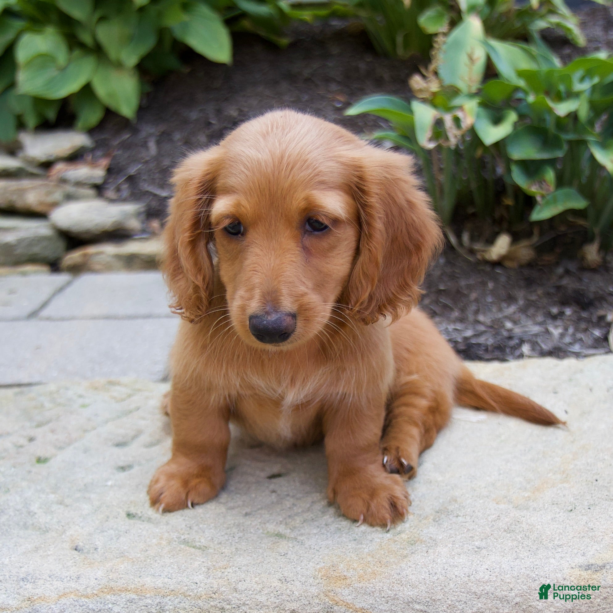 Miniature Dachshund dogs Misty - Ad 1