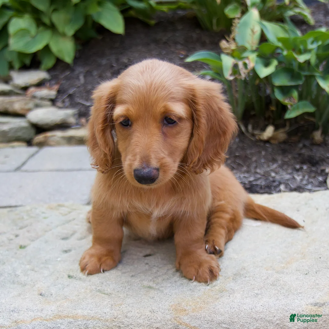 Miniature Dachshund dogs for sale: Misty - Ad 1