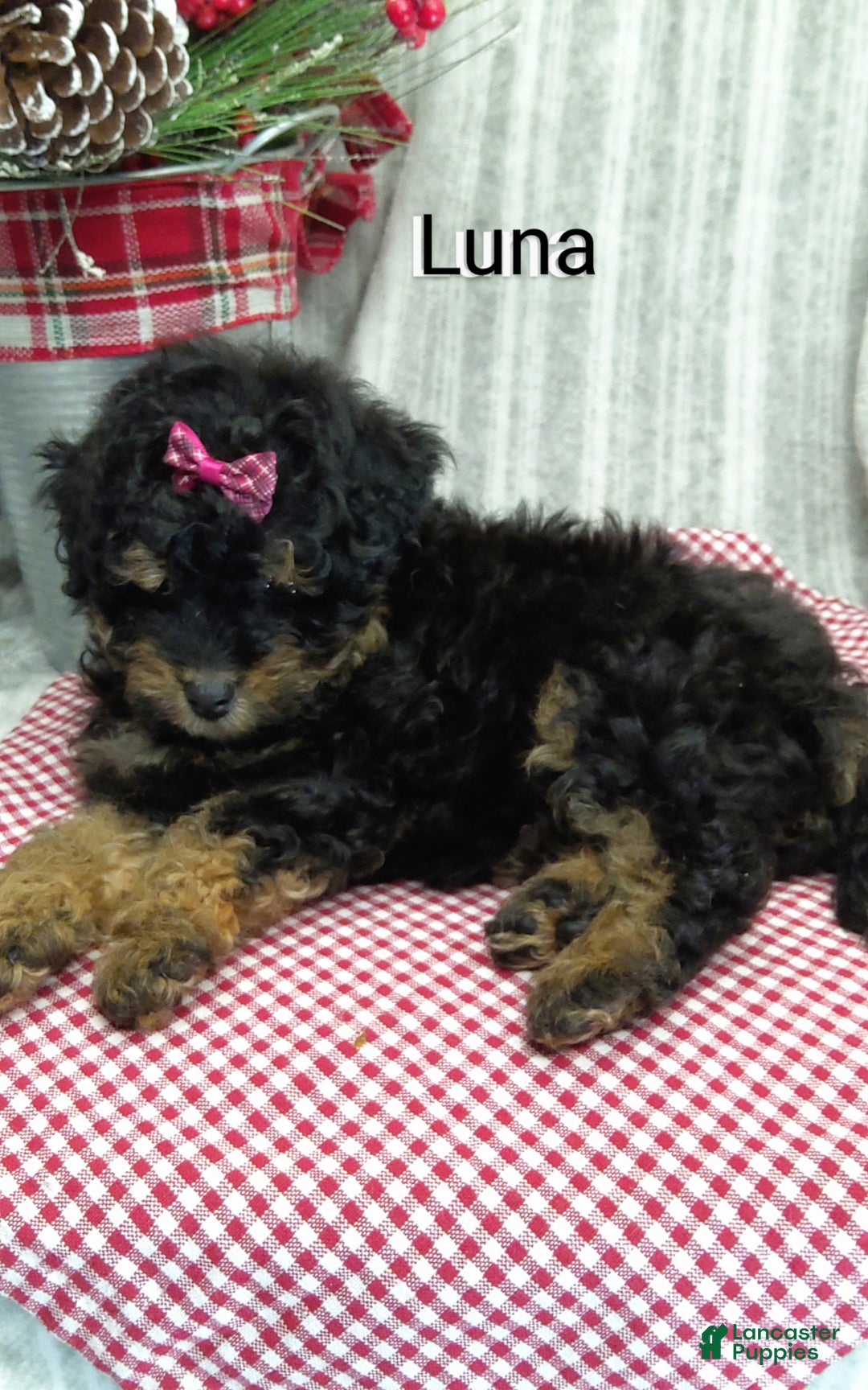 Mini Bernedoodle dogs for sale: Luna - Ad 8